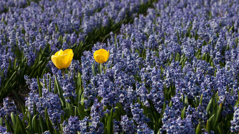 A couple of yellow flowers in a field of blue flowers Description automatically generated with low confidence