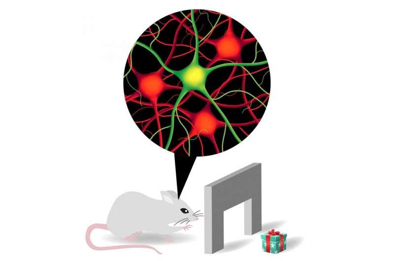 Different types of neurons interact to make reaching-and-grasping tasks possible