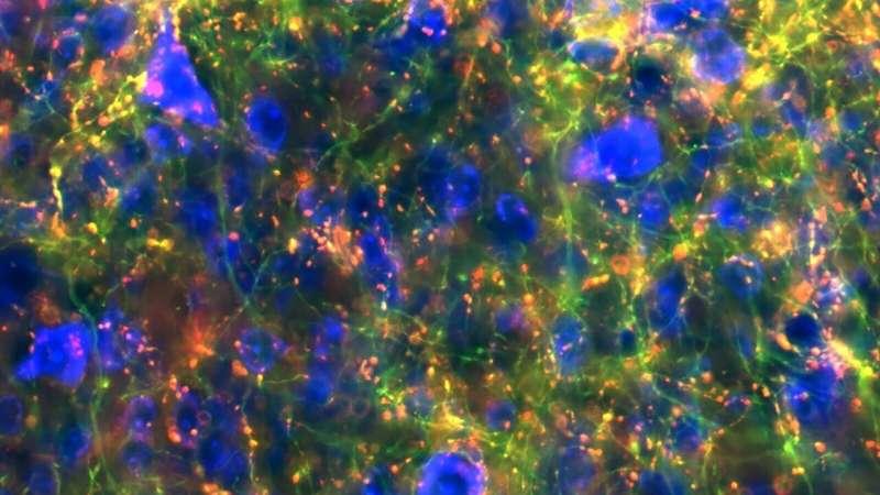 New blueprint of brain connections reveals extensive reach of central regulator