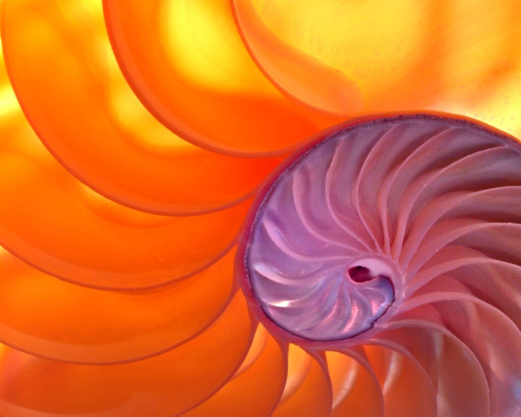 Spiral shell pattern