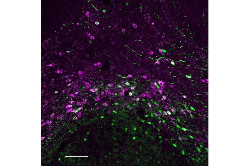 Study contributes to our understanding of how cocaine withdrawal affects brain circuits